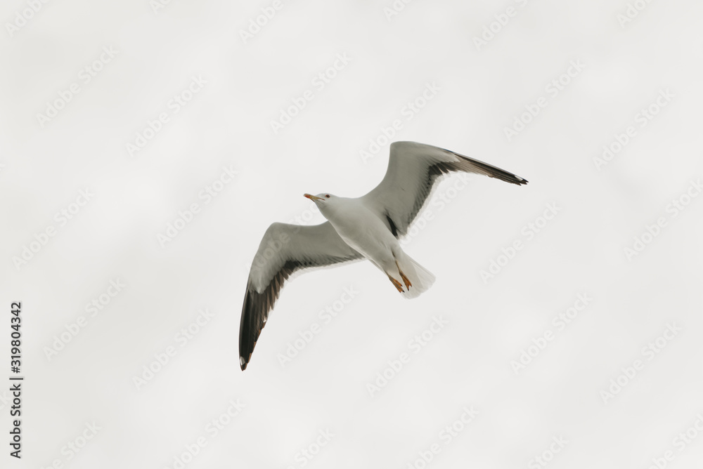 Obraz premium A seagull in flight with clouds on the background on a sunny day. Photo from below