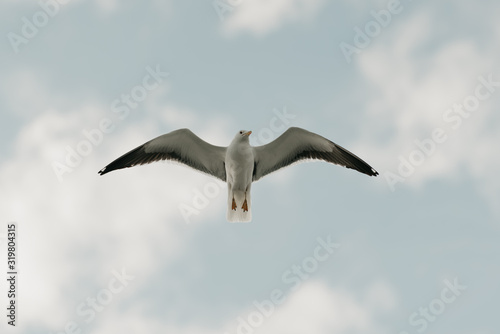 A strong seagull in flight with the blue sky and clouds on the background on a sunny day at noon. Photo from below