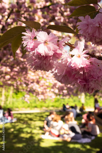 Hanami celebration. People admiring cherry blossom and make picnic in Sceaux park near Paris (France). Healthy family lifestyle concept. Leisure at nature background. Selective focus on sakura branch. photo