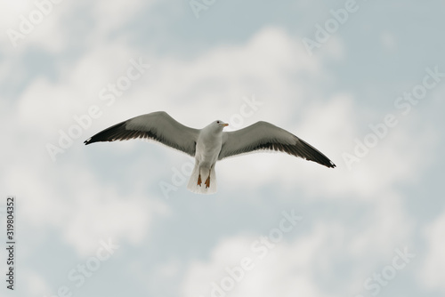 A seagull in flight with the blue sky and clouds on the background on a sunny day. Photo from below