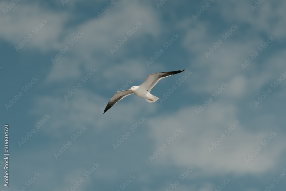 A white seagull flies fast with clouds on the background on a sunny day. Photo from below