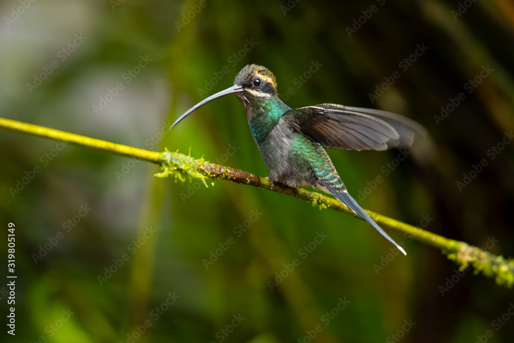 Obraz premium White-whiskered hermit (Phaethornis yaruqui) is a hummingbird that is found in Colombia and Ecuador