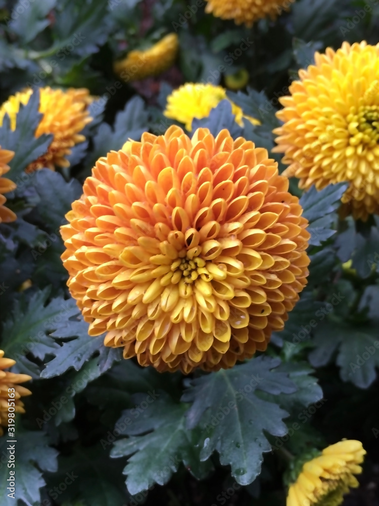 Yellow pompoms chrysanthemum flowers are blooming. Yellow pompoms chrysanthemum flowers are blooming.