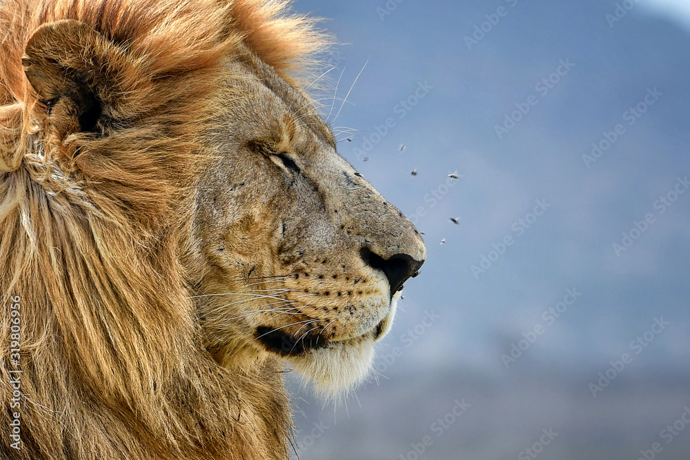 Obraz premium portrait of a lion