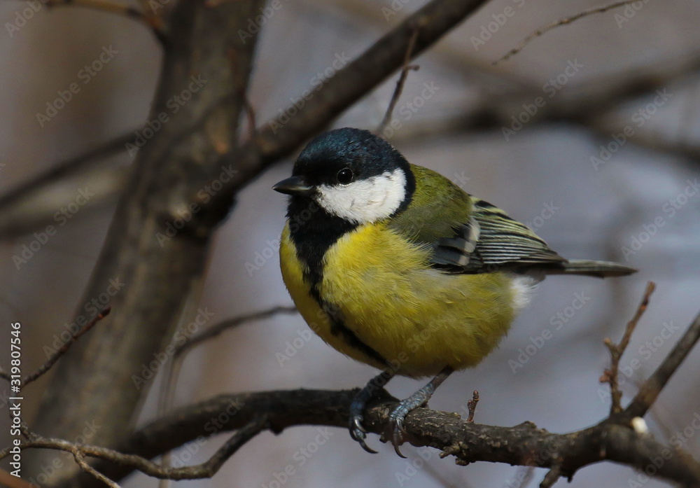 Great tit on branch background, Parus major Great tit on branch background, Parus major
