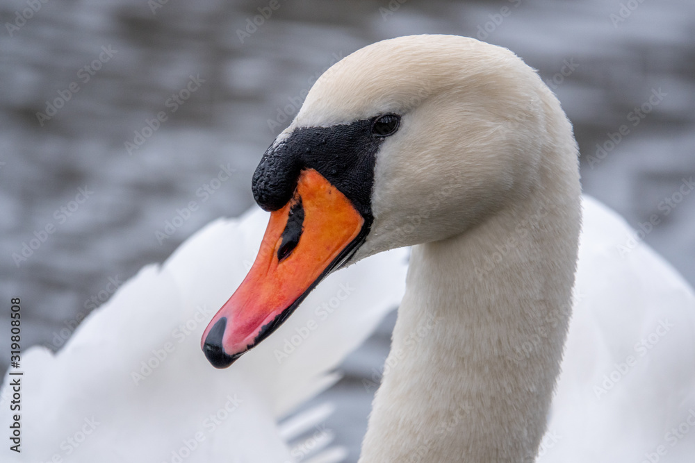 Fototapeta premium close-up of a white swan swimming on a lake and looking into the camera