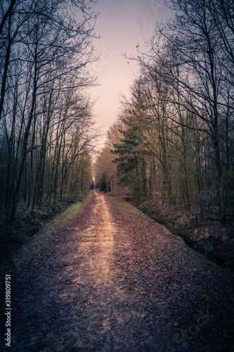 Spaziergang durch einen Tannenwald im WInter