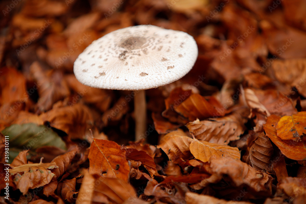 mushroom in forest