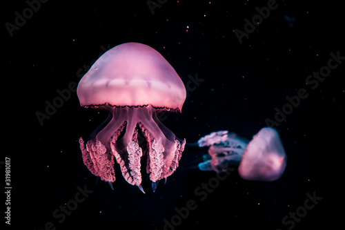 jellyfish in water