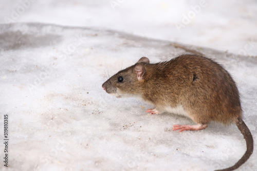 Wild young gray rat on white snow looking for food near human homes