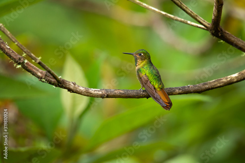 Tyrian metaltail (Metallura tyrianthina) is a species of hummingbird in the family Trochilidae. It is found in Bolivia, Colombia, Ecuador, Peru, and Venezuela. © Milan