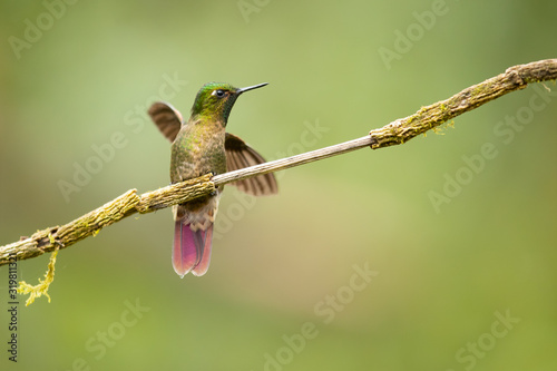 Tyrian metaltail (Metallura tyrianthina) is a species of hummingbird in the family Trochilidae. It is found in Bolivia, Colombia, Ecuador, Peru, and Venezuela. photo