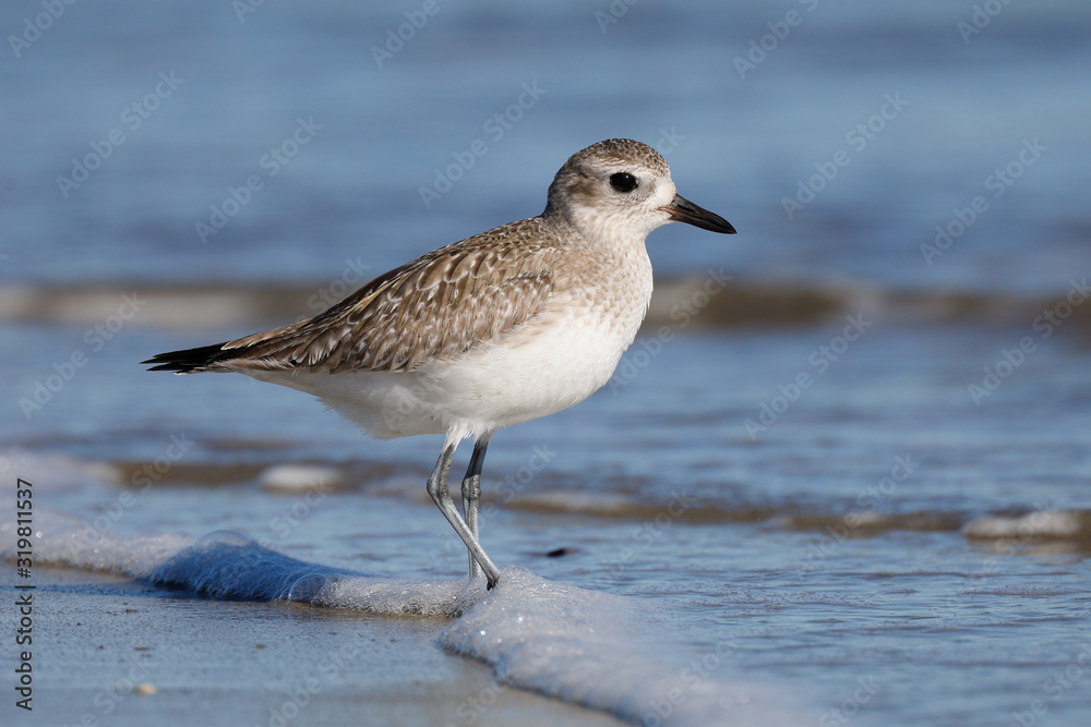Black-bellied Plover foraging in wnter on a Georgia beach Black-bellied Plover foraging in wnter on a Georgia beach
