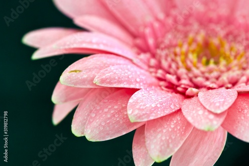 Pink Gerbera with Dew Drops