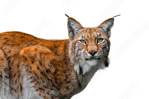 Eurasian lynx (Lynx lynx) close up portrait against white background