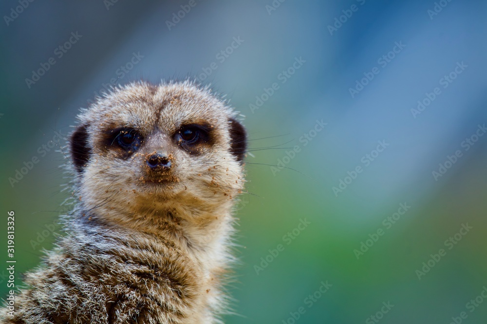 Meerkat on Guard Meerkat on Guard