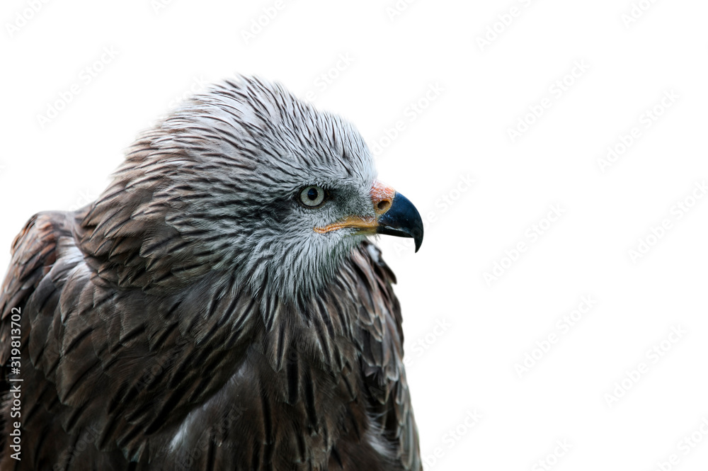 Black kite (Milvus migrans), close up of head against white background Black kite (Milvus migrans), close up of head against white background