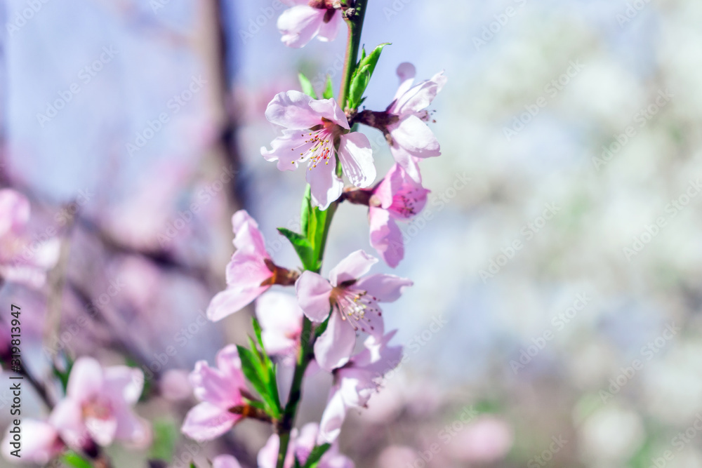 Close-up shot of pink blossoming branch on a background of delicate pink blurred flowers. Selective focus