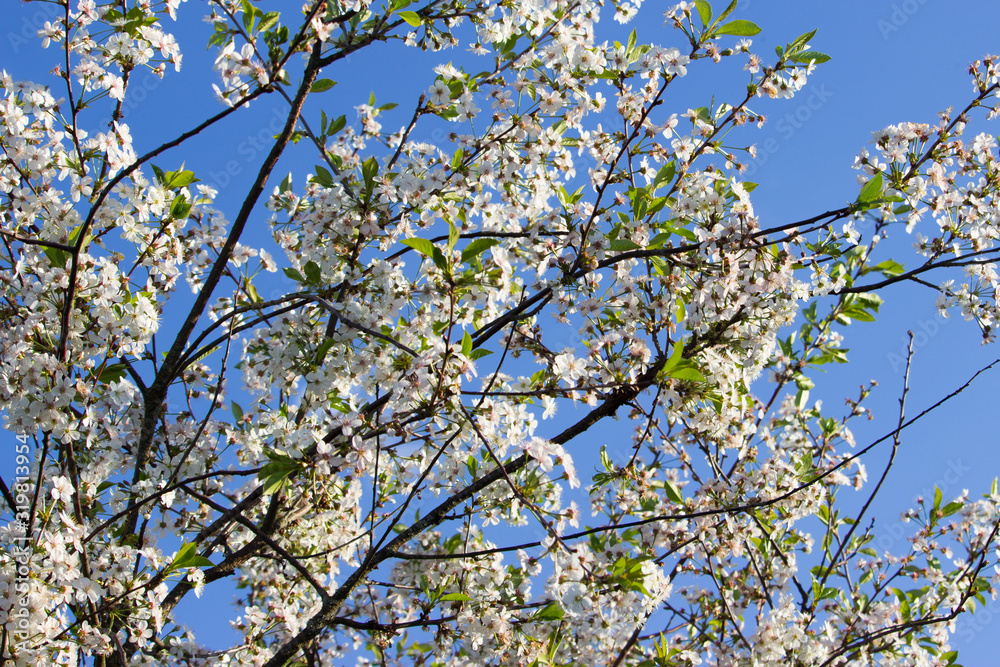 Flowering branch of apple tree on a blue sky. Flowering branch of apple tree on a blue sky.
