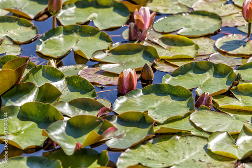 Llilies grow in a small pond photo