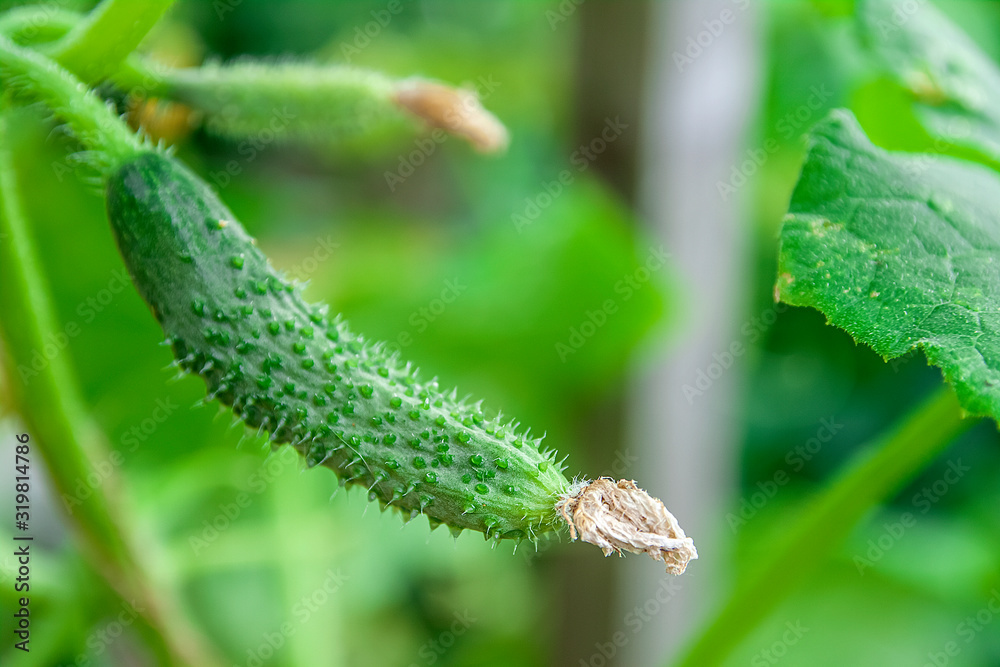 A very small cucumber against a green foliage.