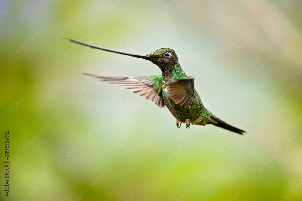 Fototapeta premium Sword-billed hummingbird (Ensifera ensifera) is a neotropical species of hummingbird from the Andean regions of South America.