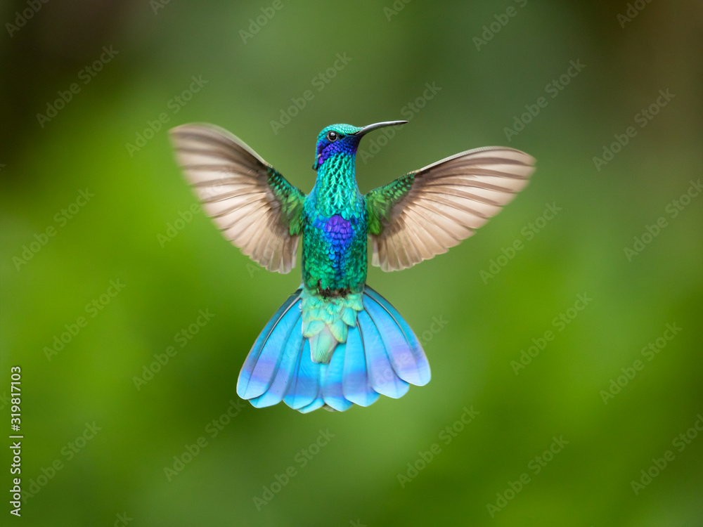 Sparkling Violet-ear Colibri coruscans in