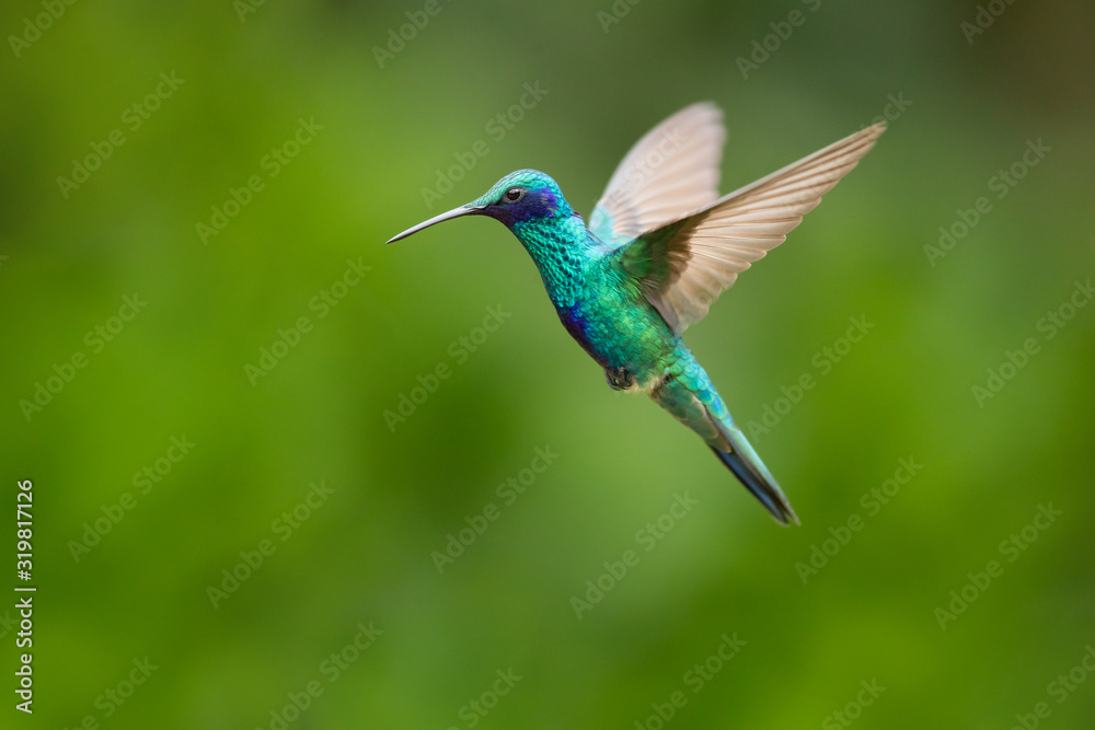 Fototapeta premium Fiołek musujący (Colibri coruscans) to gatunek kolibra. Jest szeroko rozpowszechniony na wyżynach północnej i zachodniej Ameryki Południowej, w tym w dużej części Andów