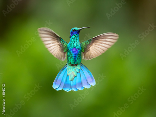 Leinwand Poster Sparkling violetear (Colibri coruscans) is a species of hummingbird