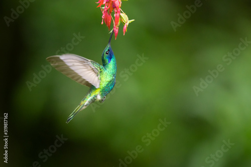 Sparkling violetear (Colibri coruscans) is a species of hummingbird. It is widespread in highlands of northern and western South America, including a large part of the Andes photo