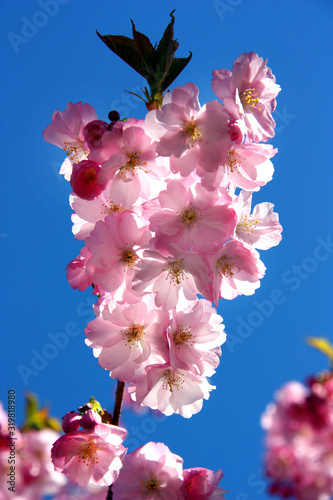 Japanska körsbärsträd i blommning i Kungsträdgården photo