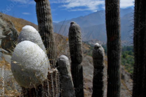 Cactus (Espostoa melanostele), specimens of cactus in the foreground along with the Andean landscape. Lima-Peru photo