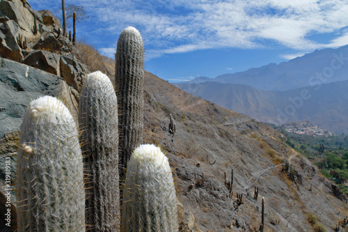 Cactus (Espostoa melanostele), specimens of cactus in the foreground along with the Andean landscape. Lima-Peru photo