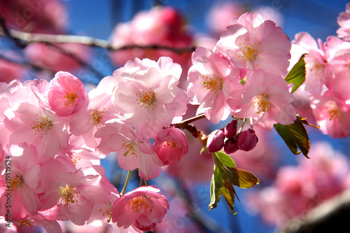 Canvas Print Japanska körsbärsträd i blommning i Kungsträdgården.