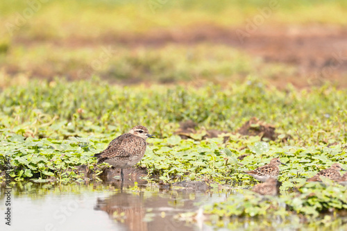 AMERICAN GOLDEN-PLOVER (Pluvialis dominica), a beautiful shorebird in its natural habitat perched on the banks of the wetland. Lima Peru photo