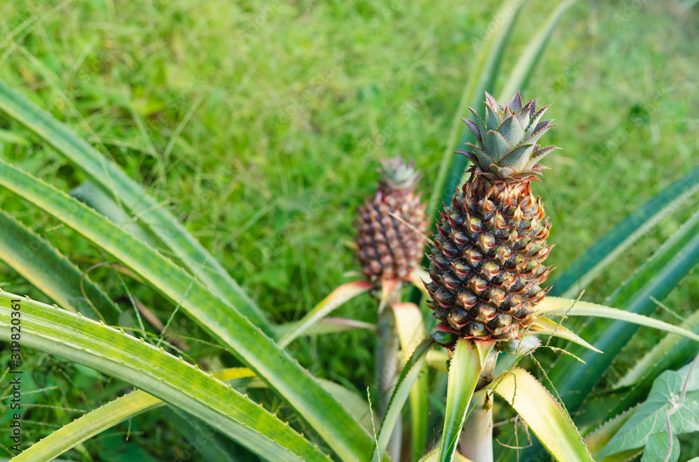 Obraz premium Green pineapples in the orchard. Natural condition.