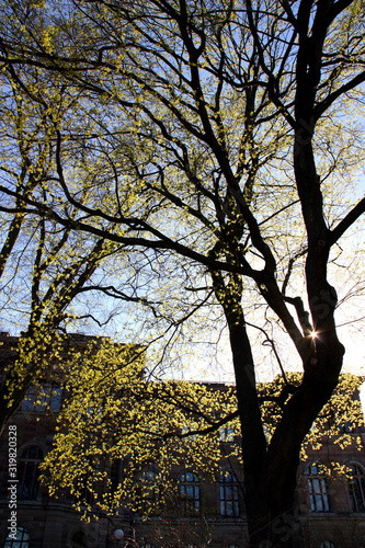 Blasieholmsparken bakom Nationalmuseum photo