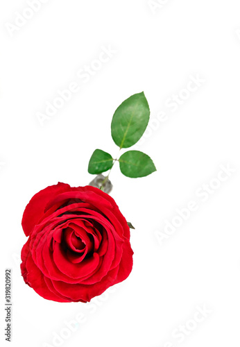 Fototapeta Naklejka Na Ścianę i Meble -  Top view of a beautiful bright red rose on a white background.  a good present for beloved one.