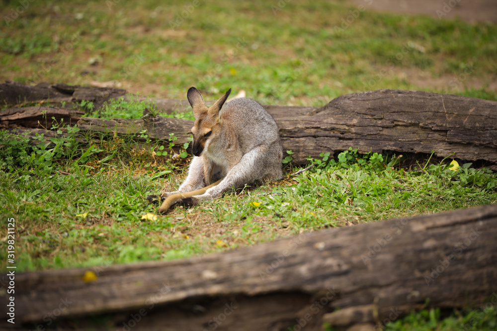 Levely and friendly Kangaroos in Australia Levely and friendly Kangaroos in Australia