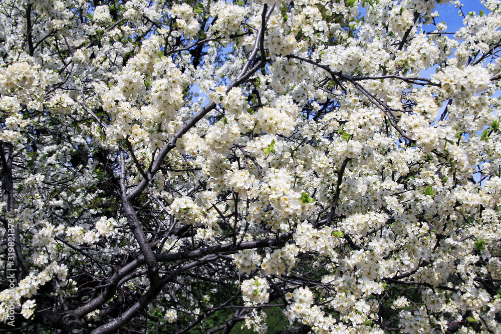 Flowers of the apple blossoms on a spring day Flowers of the apple blossoms on a spring day