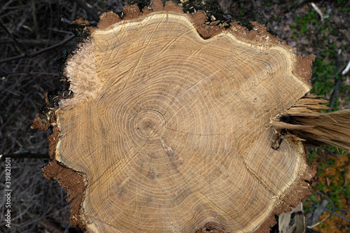 Felling of a tree trunk. Tree rings