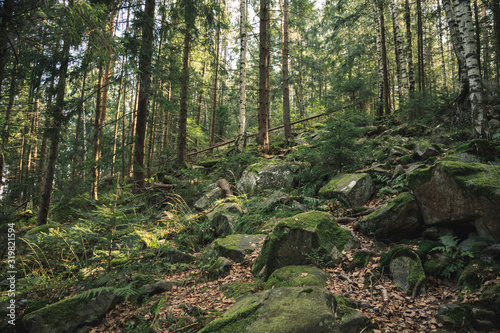 rocky highland forest scenery landscape nature environment north European wild region mountain moody autumn season time with moss on stones and pine trees