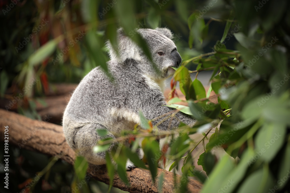 Obraz premium Koala relaxing in its Eucalyptus tree