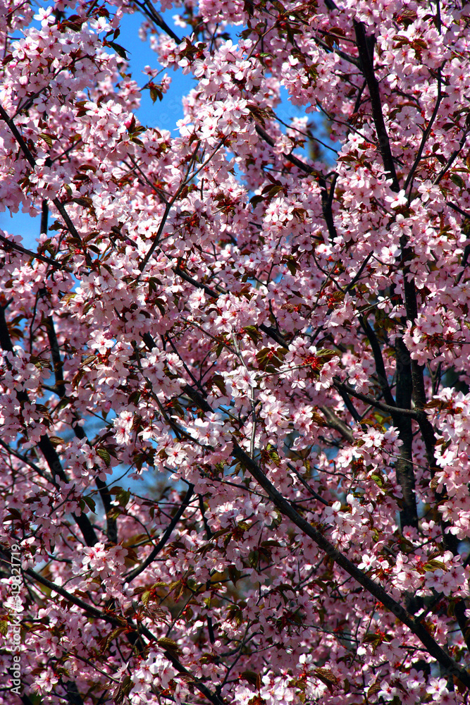 Fototapeta premium Äppelblommning på våren i Humlegårdsparken.