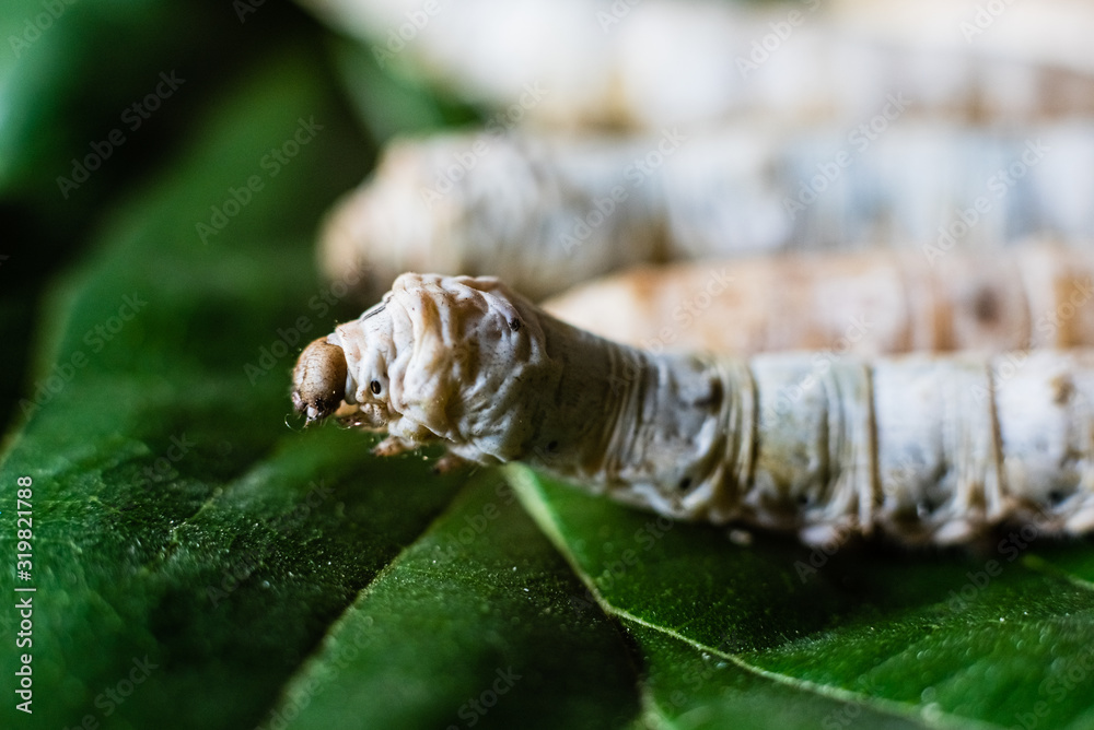 Group heads of silk worms, Bombyx mori, eating mulberry leaves with their sharp teeth. Group heads of silk worms, Bombyx mori, eating mulberry leaves with their sharp teeth.
