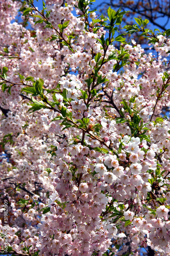   ppelblommning p   v  ren i Humleg  rdsparken.