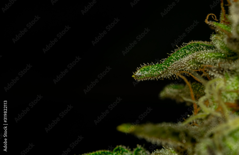 Naklejka premium Macro view of ripened French cookies variety of marijuna with black background