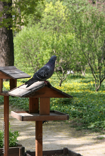 Pigeon sitting on a bird feeder in the winter park