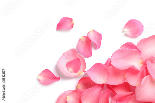 Fototapeta Naklejka Na Ścianę i Meble -  Fresh pink rose petals on white background, top view