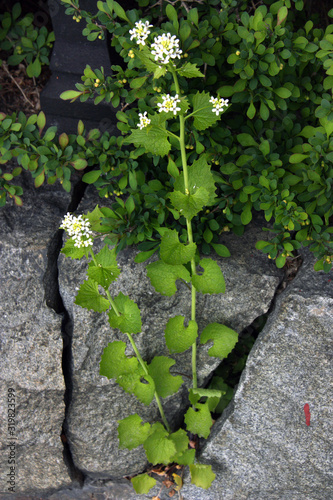 Vårblomma växer upp mellan stenarna. photo